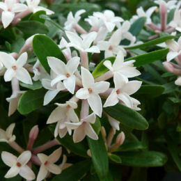 Daphne transatlantica